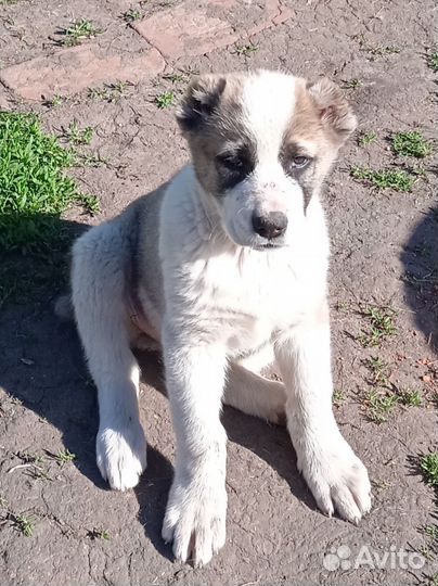 Среднеазиатская овчарка алабай щенки