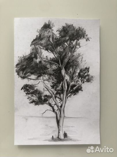 Зарисовка карандашная дерева