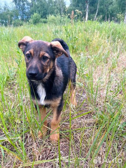 Щенок в добрые руки бесплатно