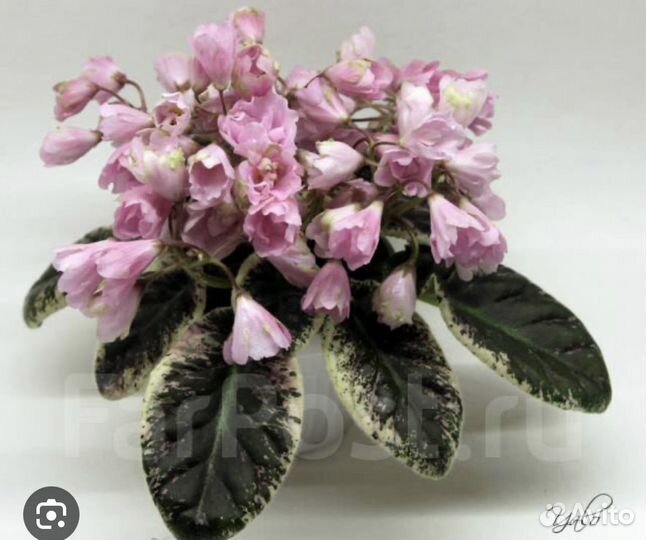 Детки сортовых фиалок