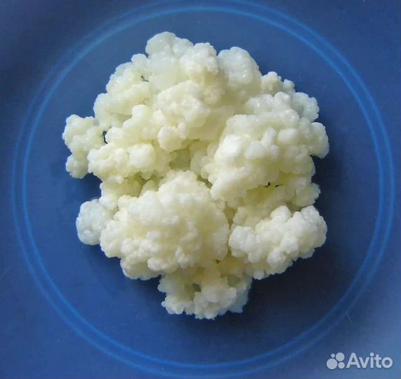 Тибетский молочный кефирный гриб