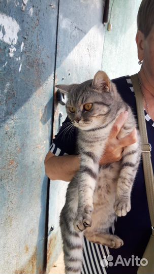 Кошка в добрые руки
