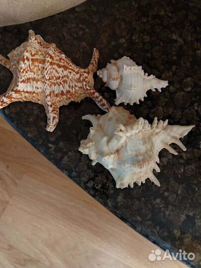 Морские ракушки раковины