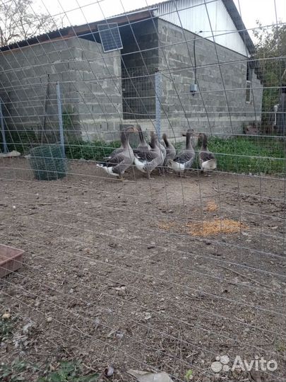 Крупные серые гуси