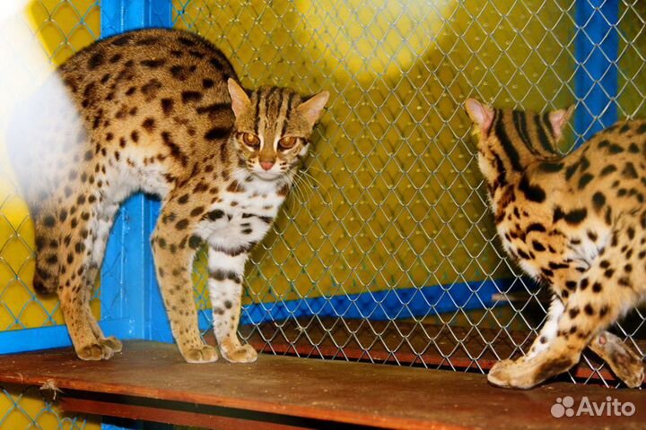 Азиатские леопардовые коты.4 мес-10 мес