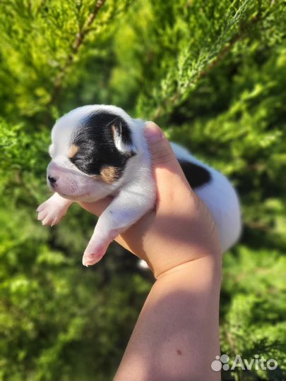 Щенки чихуахуа