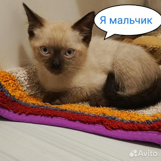 Невские маскарадные котята