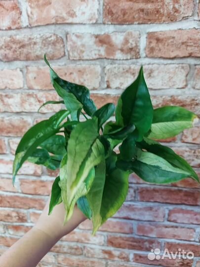 Сингониум Грин арроу Мутейшен