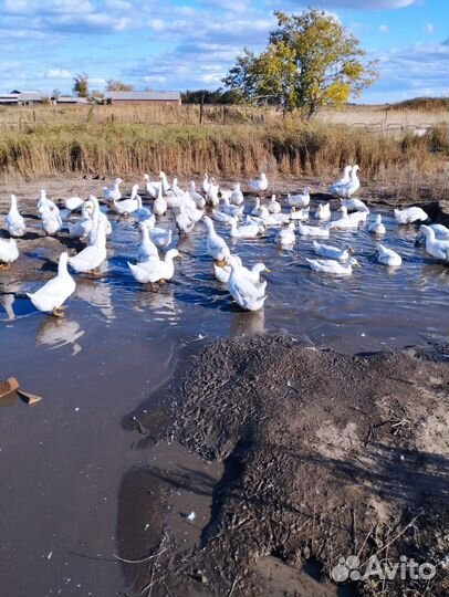 Продам домашних уток