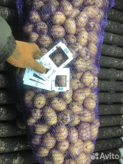 Картофель бюджетный оптом