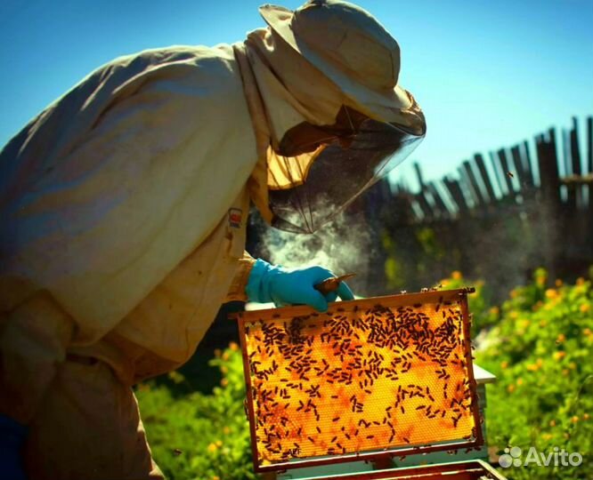 2024 Мёд натуральный из Алтая оптом