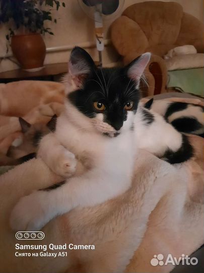 Лёлик. Котик в добрые руки