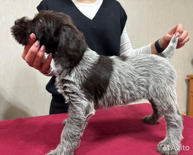 Щенки дратхаара