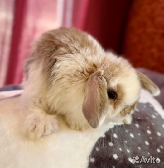 Карликовый вислоухий кролик