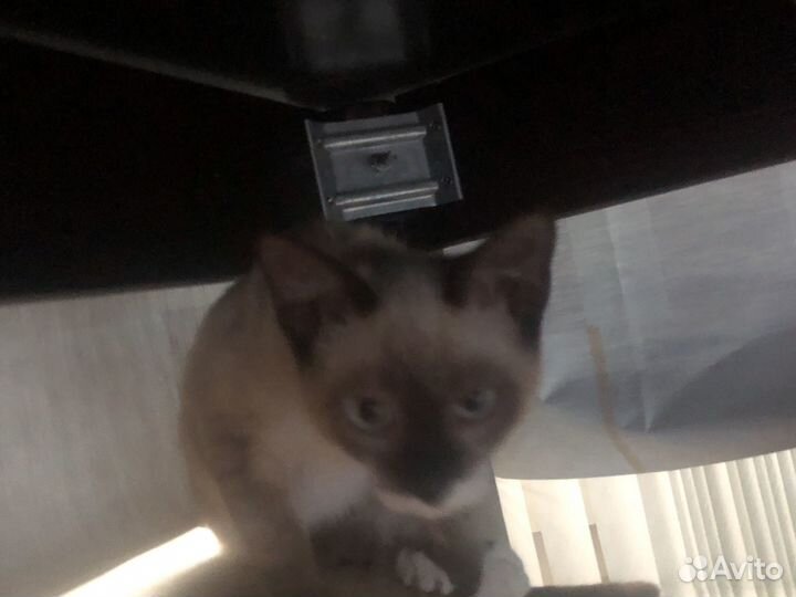 Кошка в дар бесплатно
