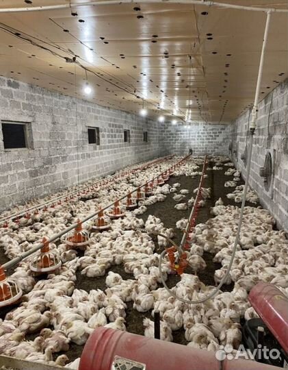 Куры бройлеры живым весом