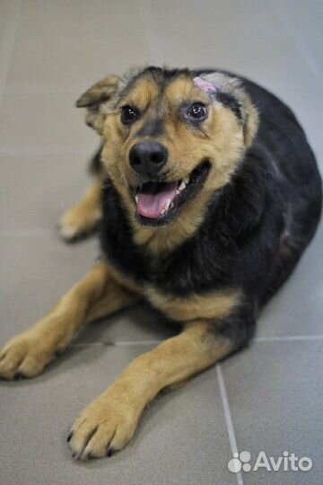 Матрёна ищет дом