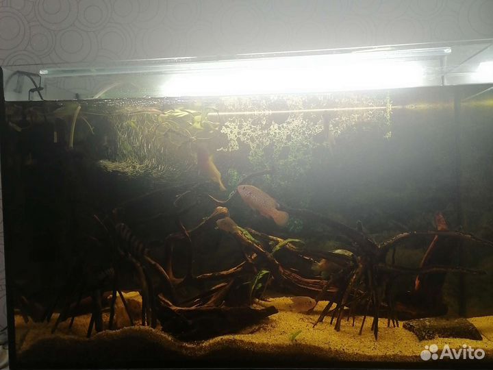 Аквариум