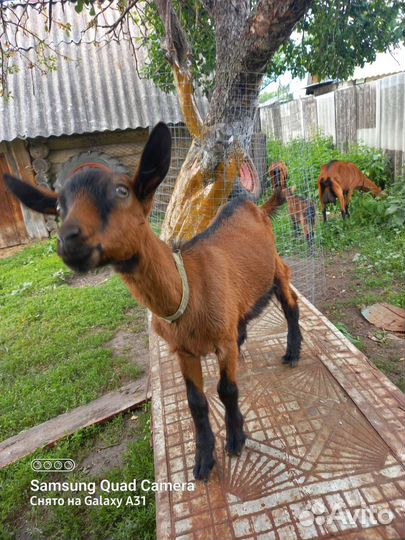 Чешский козел