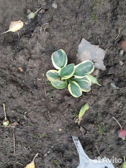 Хосты мышиной серии