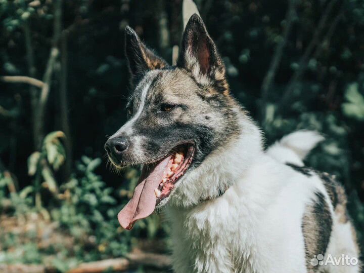 Пёс Друг, приученный к квартире