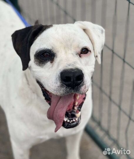 Спаси Орфея