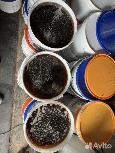 Мед гречишный оптом