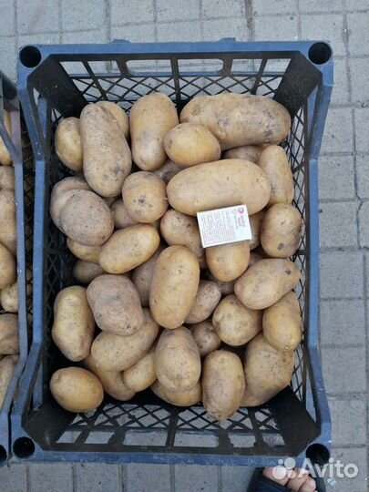 Картофель адретта продам