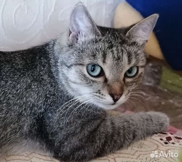 Голубоглазка Соня, стерилизована