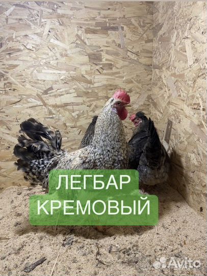 Инкубационное яйцо Легбар