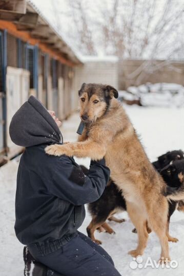 Собака Борода в добрые руки