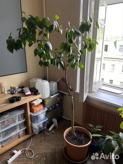 Гибискус большой