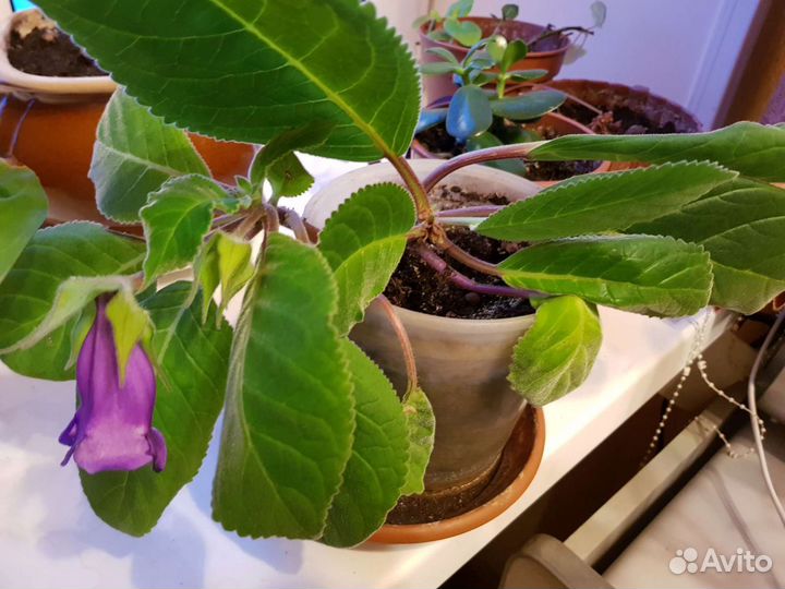 Глоксиния.маранта.молочай, диффенбахия