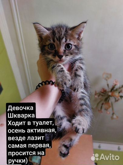 Котята в добрые руки