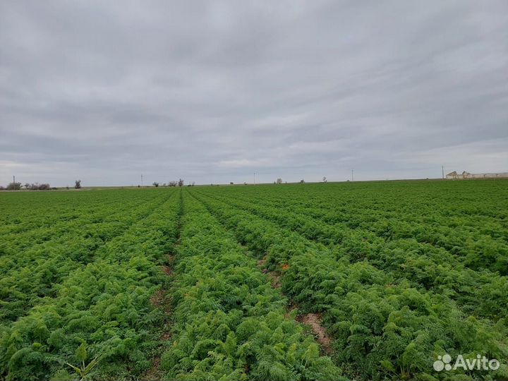 Морковь абако