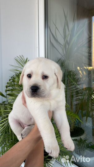 Щенки лабрадора