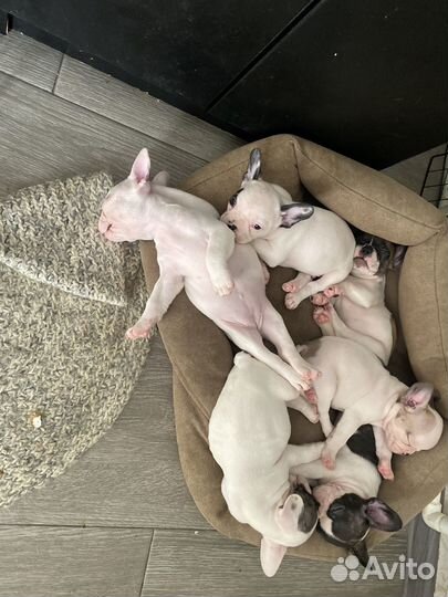 Французский бульдог щенки