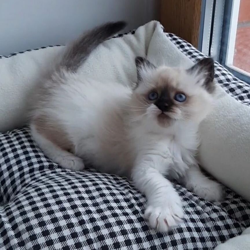 Котята рэгдолл. Девочка регдолл. Ragdoll