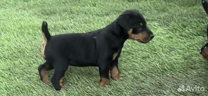 Щенки ягдтерьер