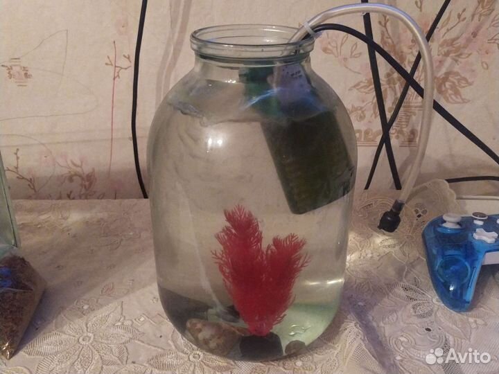 Аквариумные рыбки бесплатно