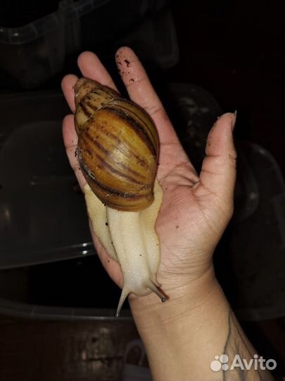 Улитки архахатины