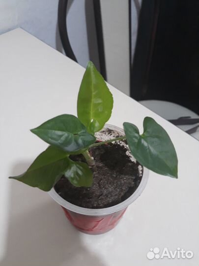 Сингониумы и драцена