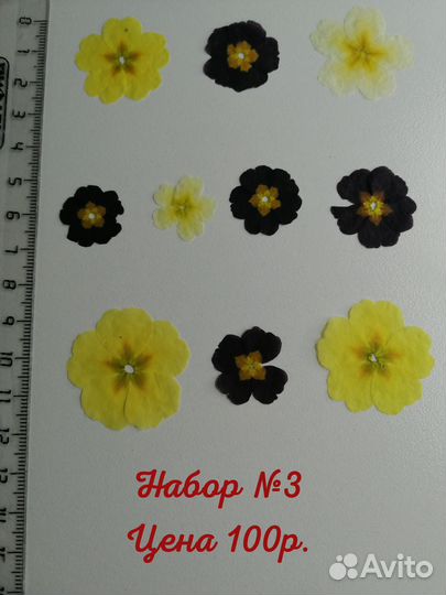 Сухоцветы для творчества