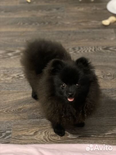 Померанский шпиц щенок девочка