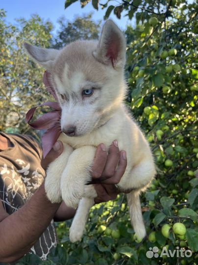 Щенки сибирской хаски, девочка