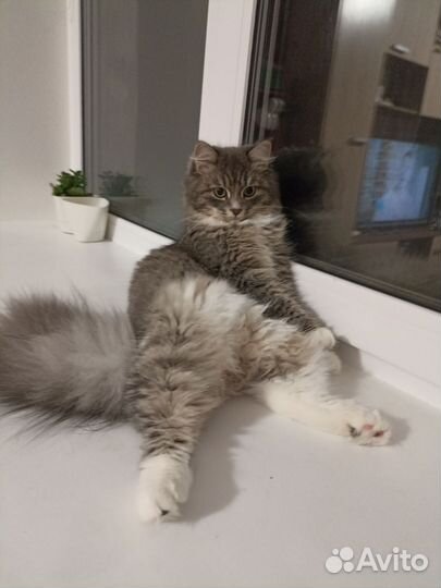 Кошка в дар бесплатно
