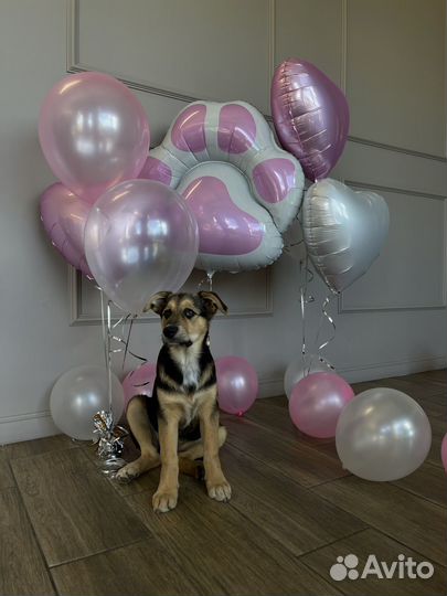 Спасеннный щенок девочка 4месяца