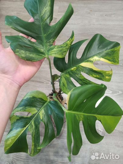 Монстера yellow