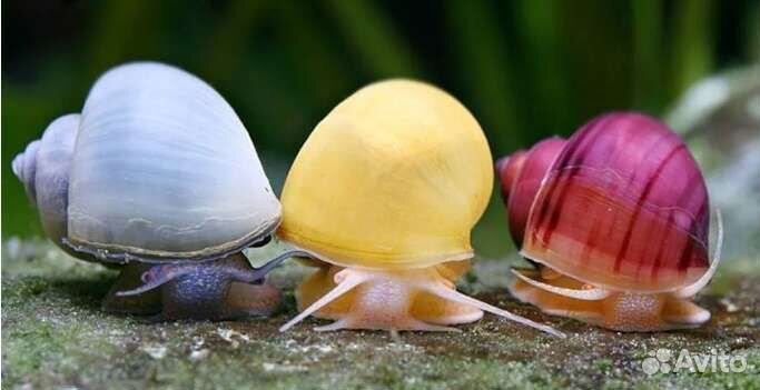 Улитки для аквариума