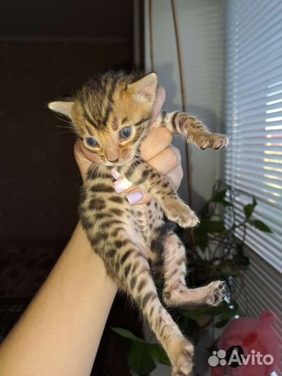 Бенгальские котята